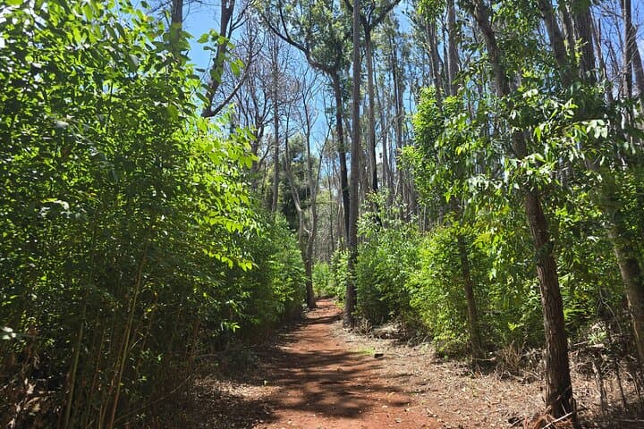 Private Upcountry Hiking Tour Maui: Kula Forest Walk & Bird Sanctuary photo 3