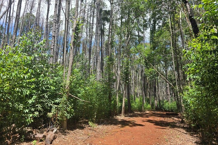 Private Upcountry Hiking Tour Maui: Kula Forest Walk & Bird Sanctuary photo 4