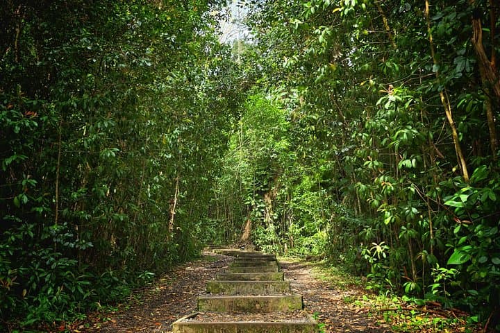 Private East Maui Cloud Forest Hike Along the Road to Hana