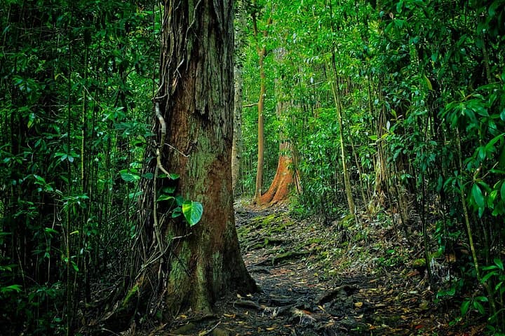 Private East Maui Cloud Forest Hike Along the Road to Hana photo 2