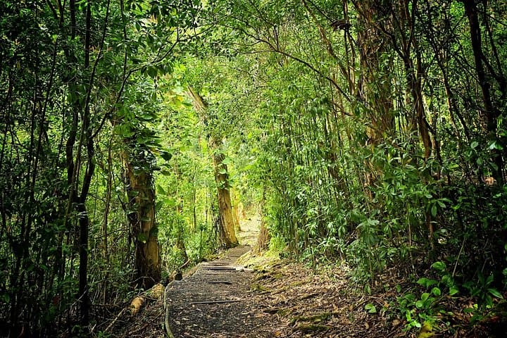 Private East Maui Cloud Forest Hike Along the Road to Hana photo 3