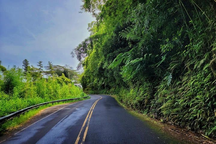 Private East Maui Cloud Forest Hike Along the Road to Hana photo 5