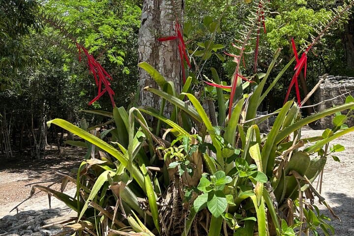 Private Chichén Itzá and Cobá Full-Day Mayan Ruins Tour from Tulum photo 4