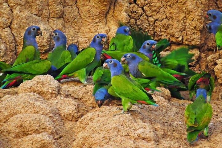 3-Day Manu Amazon Wildlife & Nature Tour from Cusco — Parrot Clay Lick & Jungle Lodges