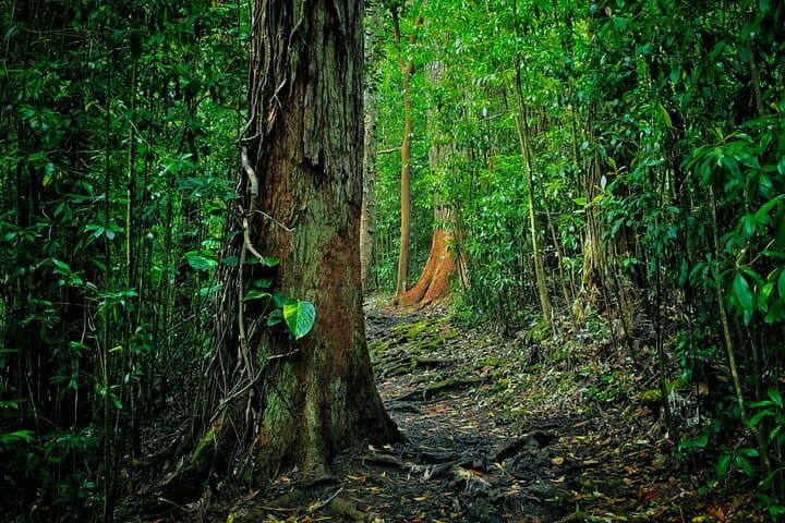 Halfway to Hana: Rainforest Waterfalls & Ke'anae Peninsula Half-Day Tour photo 2