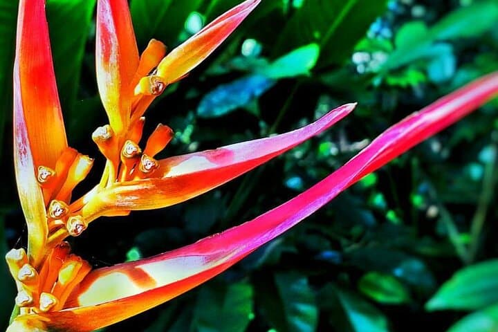 Halfway to Hana: Rainforest Waterfalls & Ke'anae Peninsula Half-Day Tour photo 4