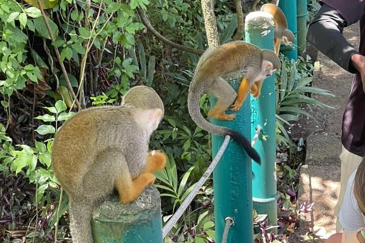 Amber Cove Monkey Encounter: Squirrel Monkey Sanctuary Tour from Puerto Plata photo 5