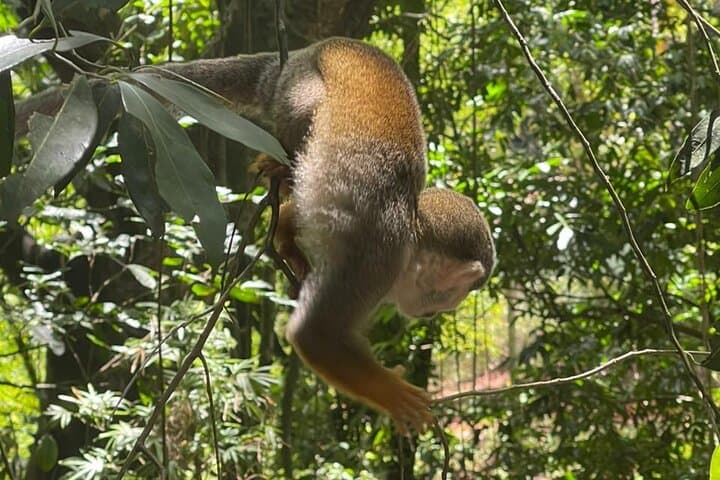 Amber Cove Monkey Encounter: Squirrel Monkey Sanctuary Tour from Puerto Plata photo 2