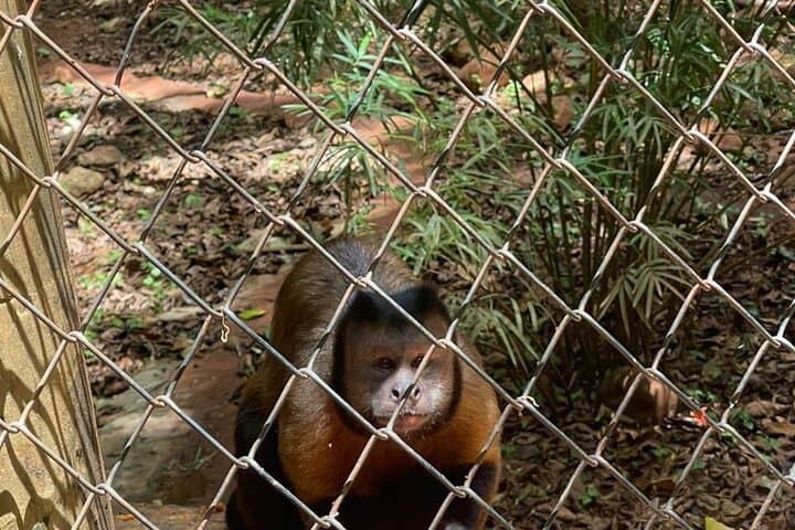 Amber Cove Monkey Encounter: Squirrel Monkey Sanctuary Tour from Puerto Plata photo 3