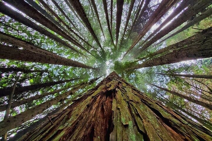Private Maui Redwood Forest Hike: Poli Poli & Upcountry Makawao Day Tour