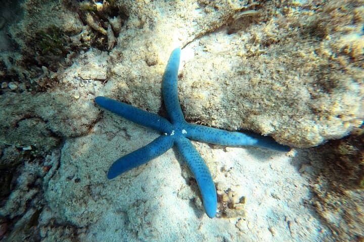 Private Snorkeling in Okinawa's Motobu Reefs: Guided Beach-Entry Adventure photo 2