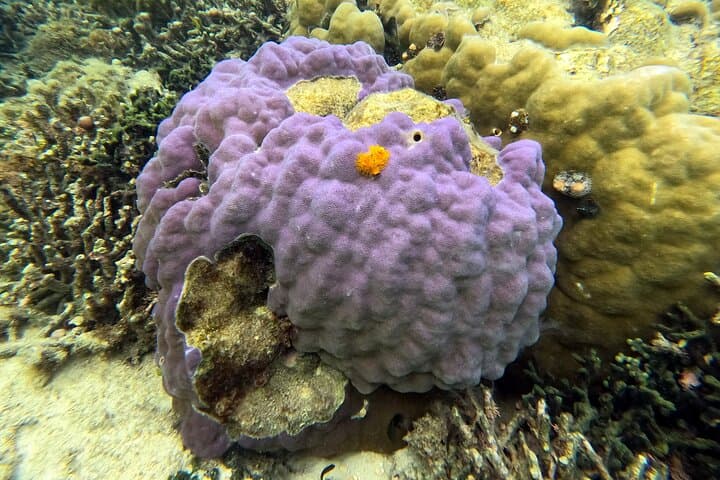 Private Snorkeling in Okinawa's Motobu Reefs: Guided Beach-Entry Adventure photo 3
