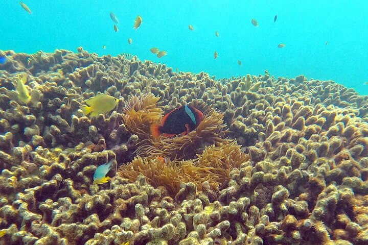 Private Snorkeling in Okinawa's Motobu Reefs: Guided Beach-Entry Adventure photo 5