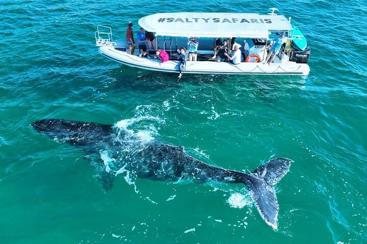Hervey Bay Half-Day Whale Watching & Island Stop Tour in Platypus Bay