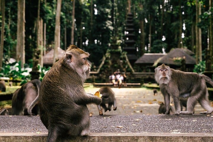 Ubud One-Day Private Tour: Monkey Forest, Tegalalang & Tirta Empul photo 2