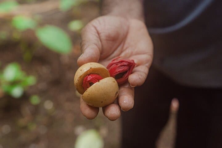 Goan Hinterland: Rivona Caves, Usgalimal Petroglyphs & Spice Plantation Morning photo 5