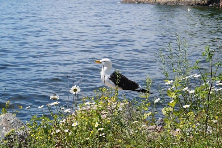 Stockholm Archipelago Cruise with Swedish Fika aboard M/S Vindhem photo 5