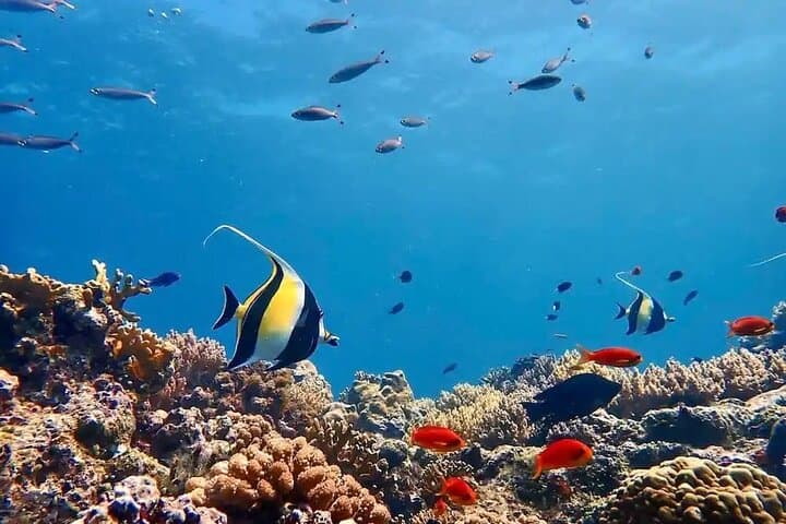 Tiran Island Full-Day Snorkel Adventure from Sharm El Sheikh photo 4
