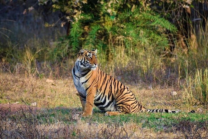 Ranthambore Tiger Safari: Private & Shared Jeep Safaris for Wildlife Viewing