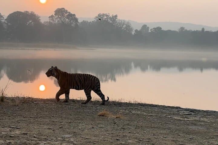 Ranthambore Tiger Safari: Private & Shared Jeep Safaris for Wildlife Viewing photo 2