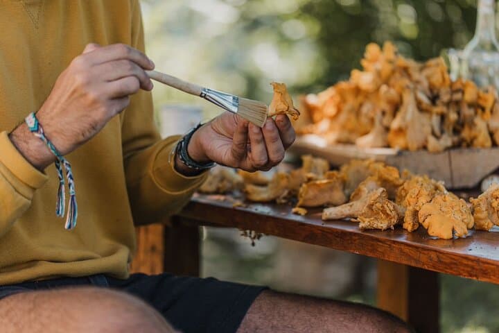 Montenegro Forest Foraging and Rustic Cooking: A Guided Wild Mushroom Adventure