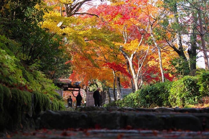 Arashiyama Bamboo Grove & Togetsukyo: Easy 1-Hour Walk in Kyoto photo 3