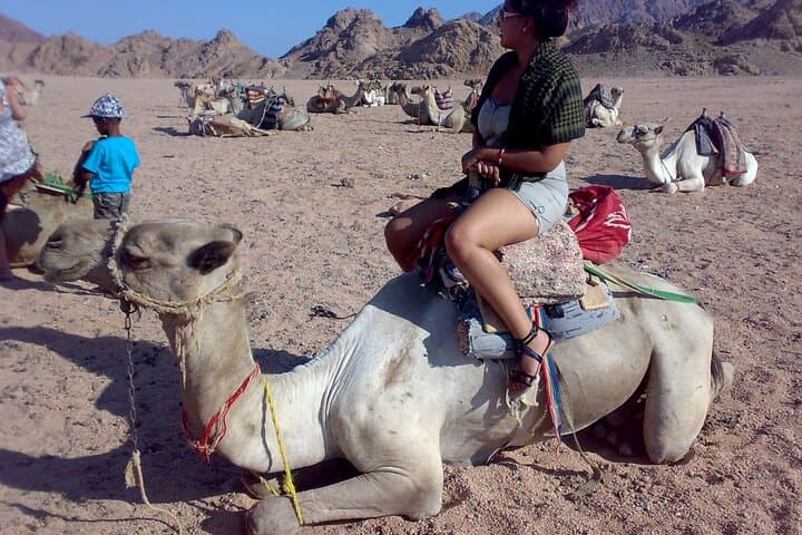 Camel Ride in Sharm El-Sheikh Desert — 2-Hour Dromedary Experience photo 6