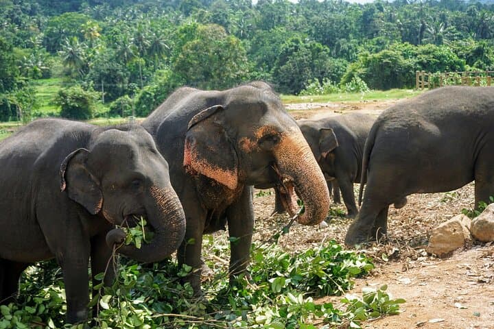 10 Days in Sri Lanka: Scenic Trains, Tea Country & Yala Safari photo 3
