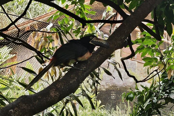 Exploring Costa Rica’s Coffee Trail, Poás Volcano, and La Paz Waterfalls in One Day photo 6