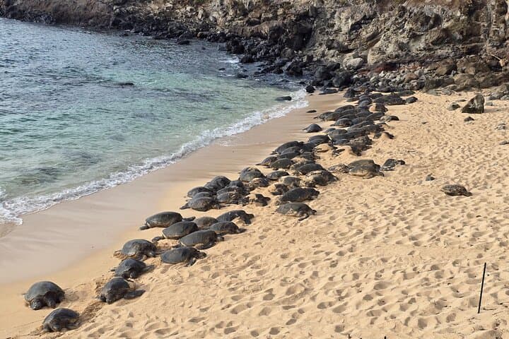 Backside Road to Hana Private Tour — Ultimate Kipahulu, Kaupo & Ulupalakua Day Trip photo 6