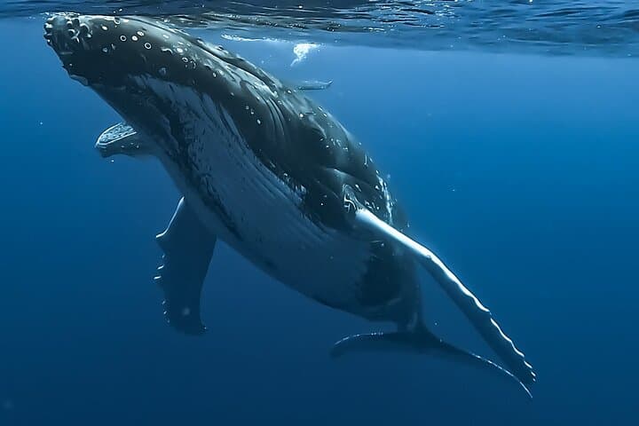 Private 4-Hour Humpback Whale Encounter in Moorea — Swim with Cetaceans