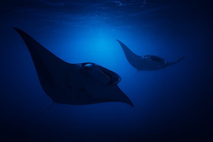 Manta Ray Night Snorkel Kona: An Unforgettable Underwater Encounter photo 2
