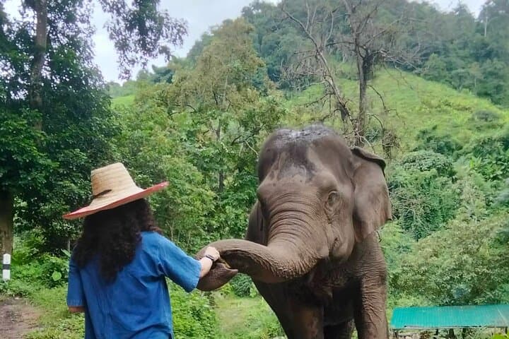 Ethical Elephant Experience & Hidden Jungle Waterfall — Chiang Mai Day Tour photo 4
