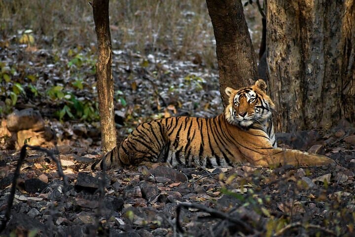 Ranthambore Tiger Safari: Private & Shared Jeep Safaris for Wildlife Viewing photo 3