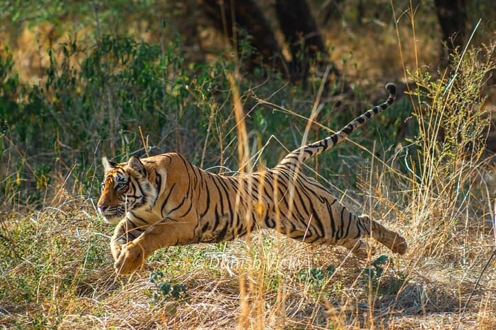 Ranthambore Tiger Safari: Private & Shared Jeep Safaris for Wildlife Viewing photo 4