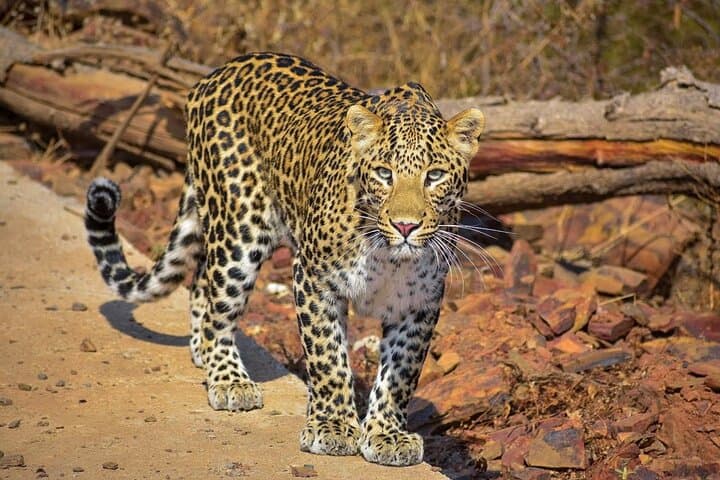 Ranthambore Tiger Safari: Private & Shared Jeep Safaris for Wildlife Viewing photo 5