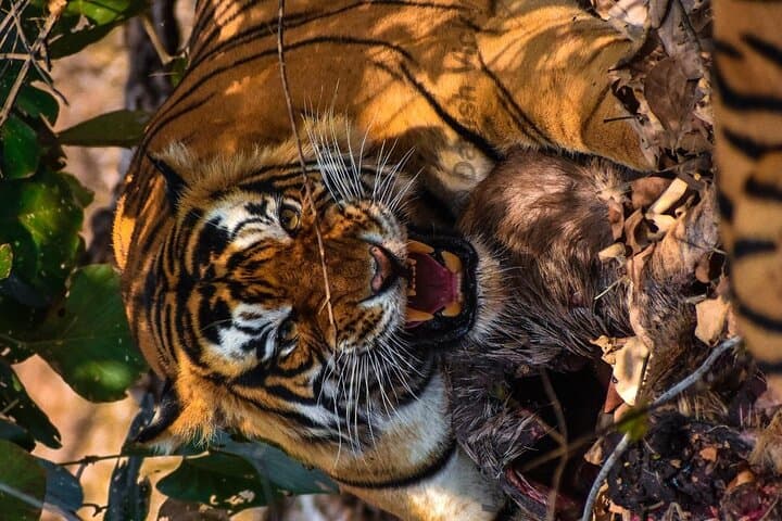 Ranthambore Tiger Safari: Private & Shared Jeep Safaris for Wildlife Viewing photo 6