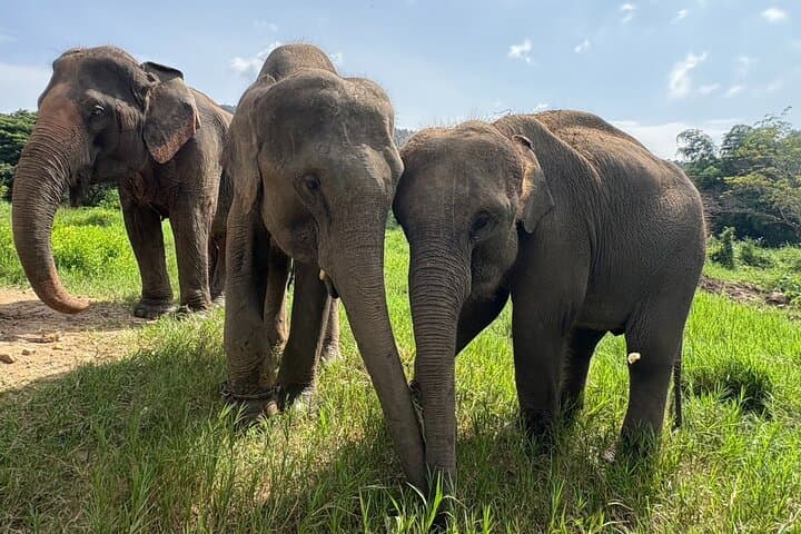 Half-Day Chiang Mai Elephant Sanctuary Visit — Ethical Wildlife Experience