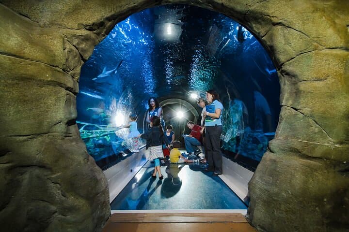 Inside SEA LIFE Arizona: A Cool, Family-Friendly Aquarium Experience in Phoenix photo 2