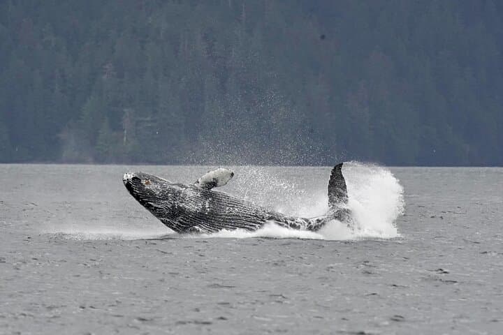 Sitka Customizable Private Wildlife Tour — Bears, Whales & Otters Up Close photo 2
