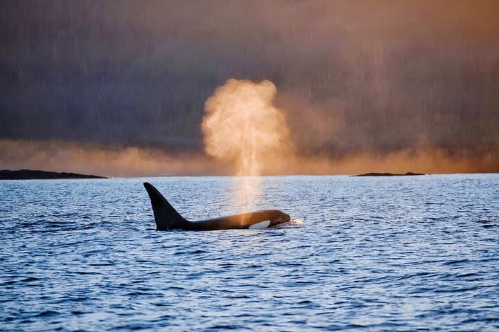 Sitka Customizable Private Wildlife Tour — Bears, Whales & Otters Up Close