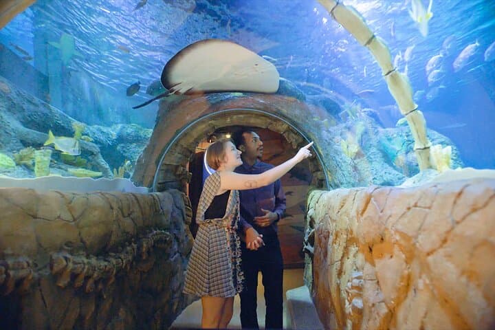 Inside SEA LIFE Michigan: Underwater Tunnel, Touchpools & Family-Friendly Marine Encounters photo 1