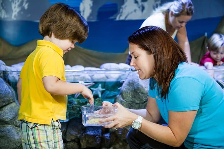 Inside SEA LIFE Michigan: Underwater Tunnel, Touchpools & Family-Friendly Marine Encounters photo 3