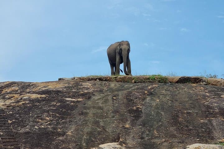 Morning Yala Safari: 7-Hour Wildlife Drive to Spot Leopards & Elephants photo 2