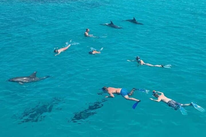 Swim with Wild Dolphins and Snorkel Hurghada's Coral Reefs photo 5