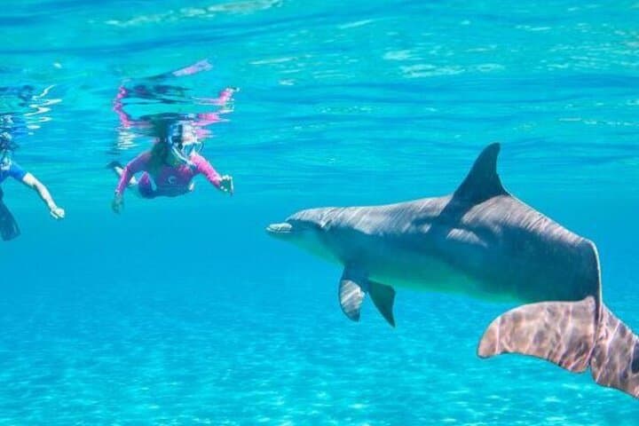 Swim with Wild Dolphins and Snorkel Hurghada's Coral Reefs photo 6