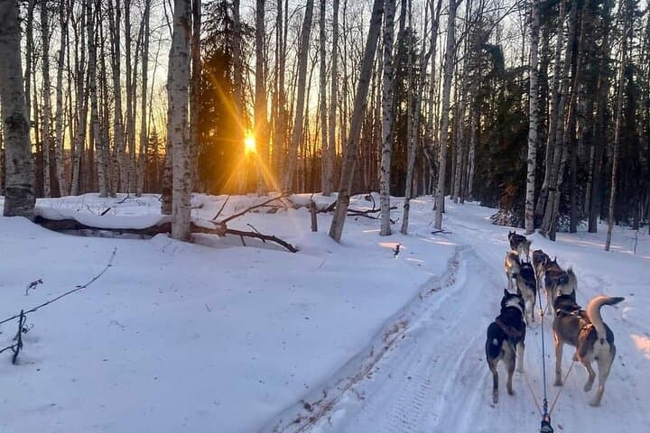 Signature Ridge Top Mush: 2.5-Mile Dog Sled Experience Above Goldstream Valley photo 4