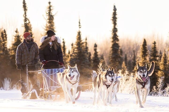 Signature Ridge Top Mush: 2.5-Mile Dog Sled Experience Above Goldstream Valley
