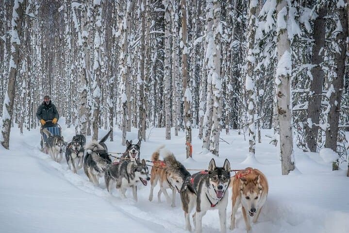 Signature Ridge Top Mush: 2.5-Mile Dog Sled Experience Above Goldstream Valley photo 2