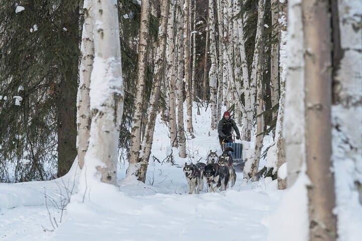 Signature Ridge Top Mush: 2.5-Mile Dog Sled Experience Above Goldstream Valley photo 3